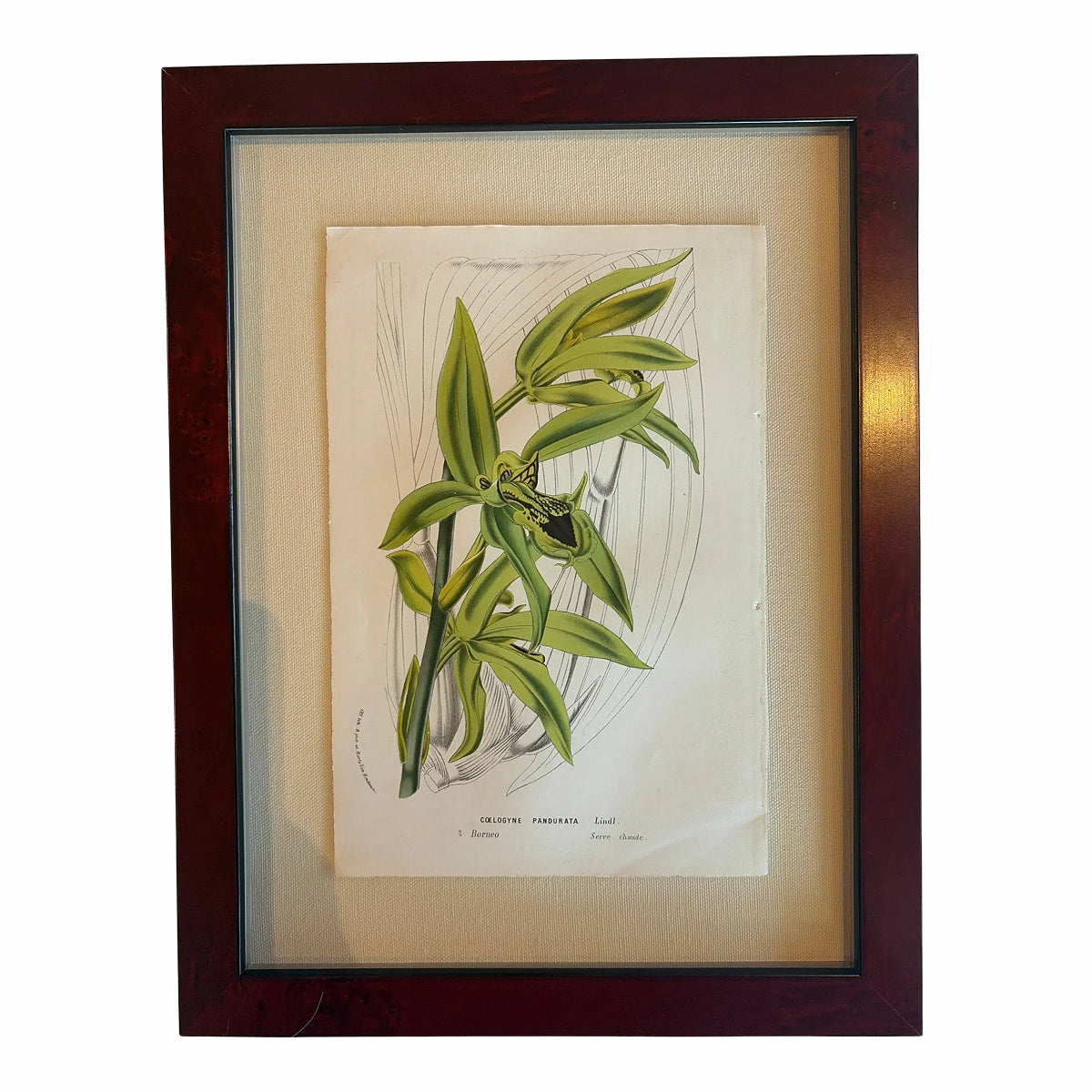 Framed Vintage Botanical Art