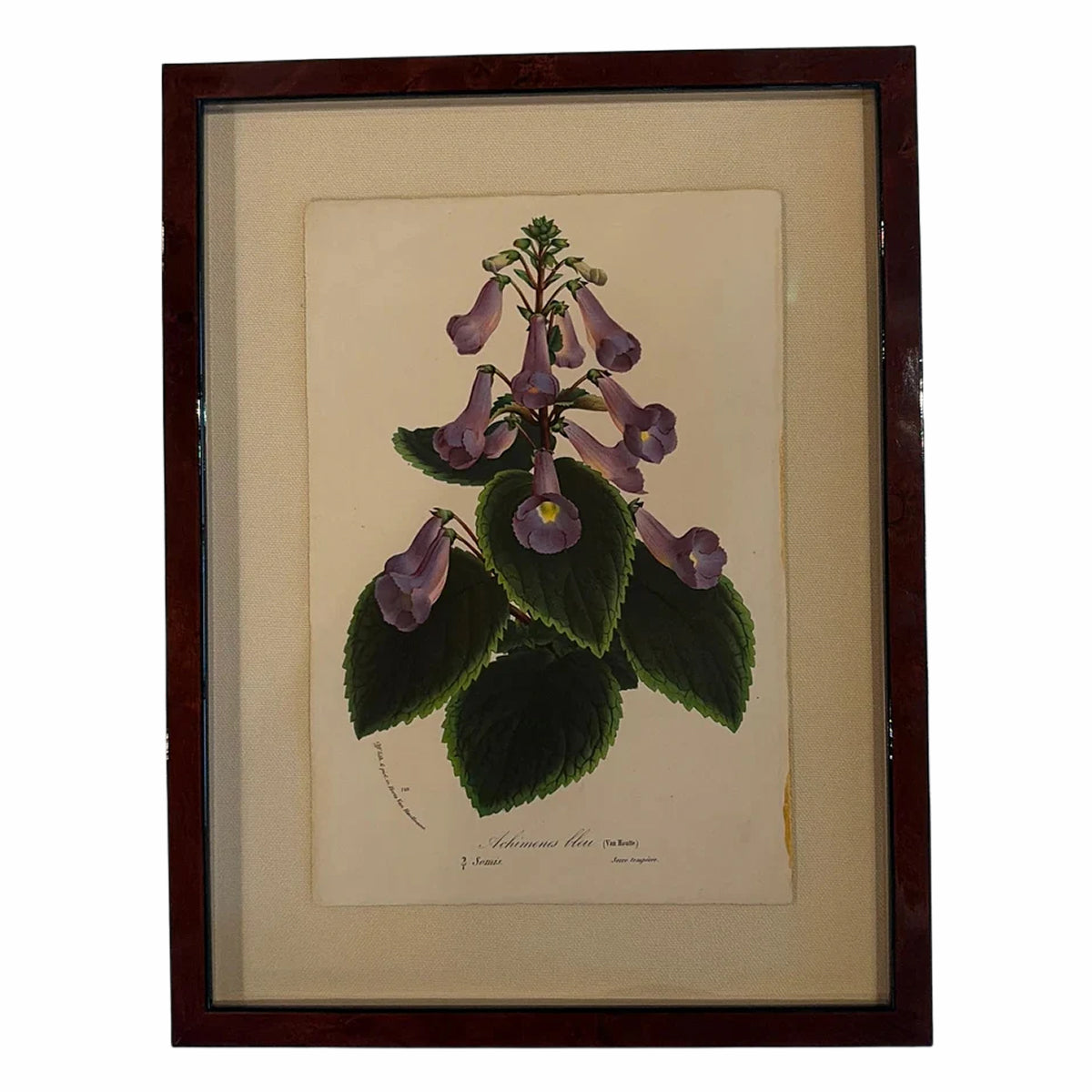 Framed Vintage Botanical Art