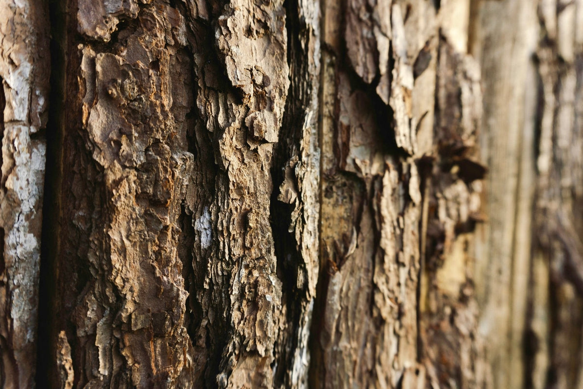 Brazilian Rosewood Hand Wash