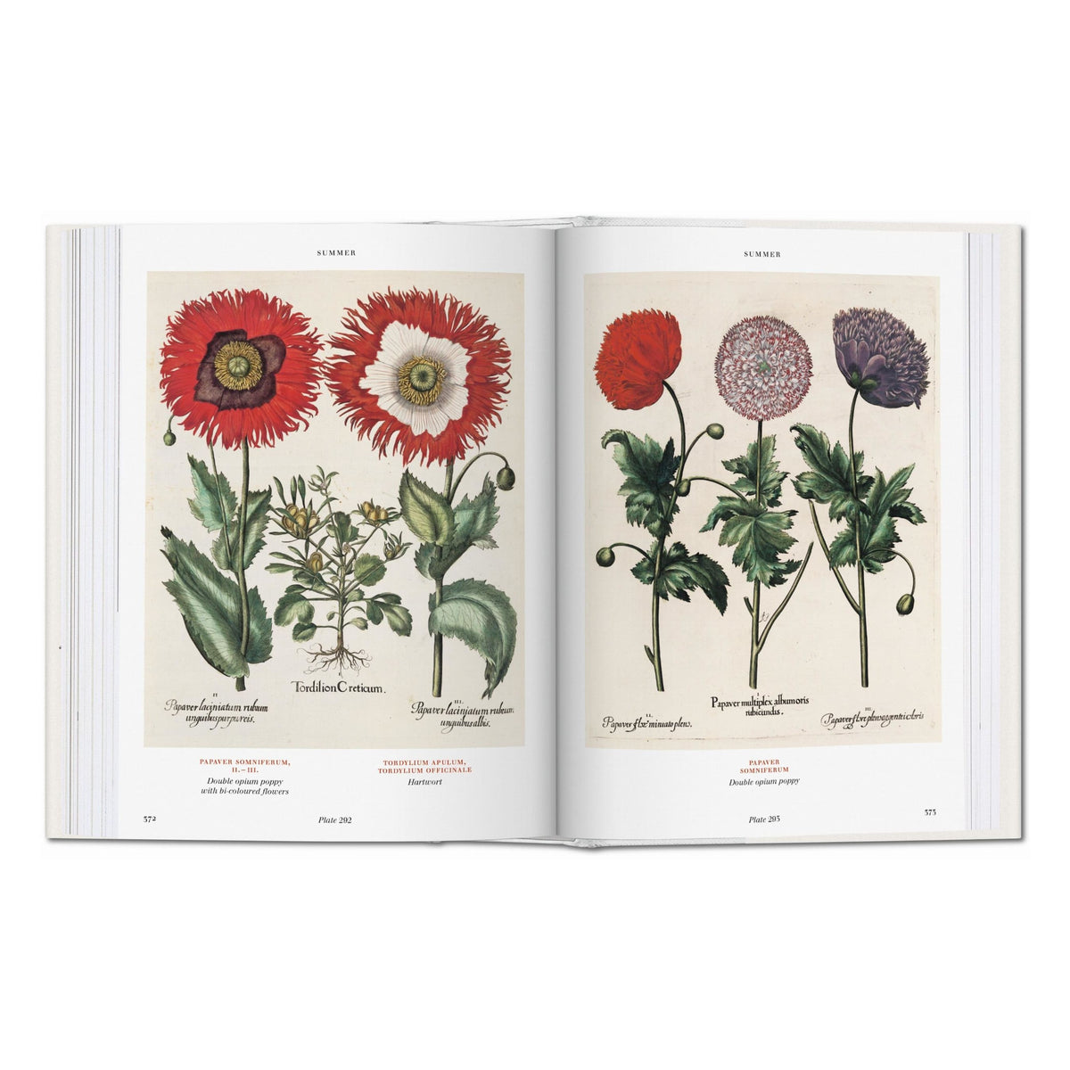 Basilius Besler. Florilegium. The Book of Plants (English)
