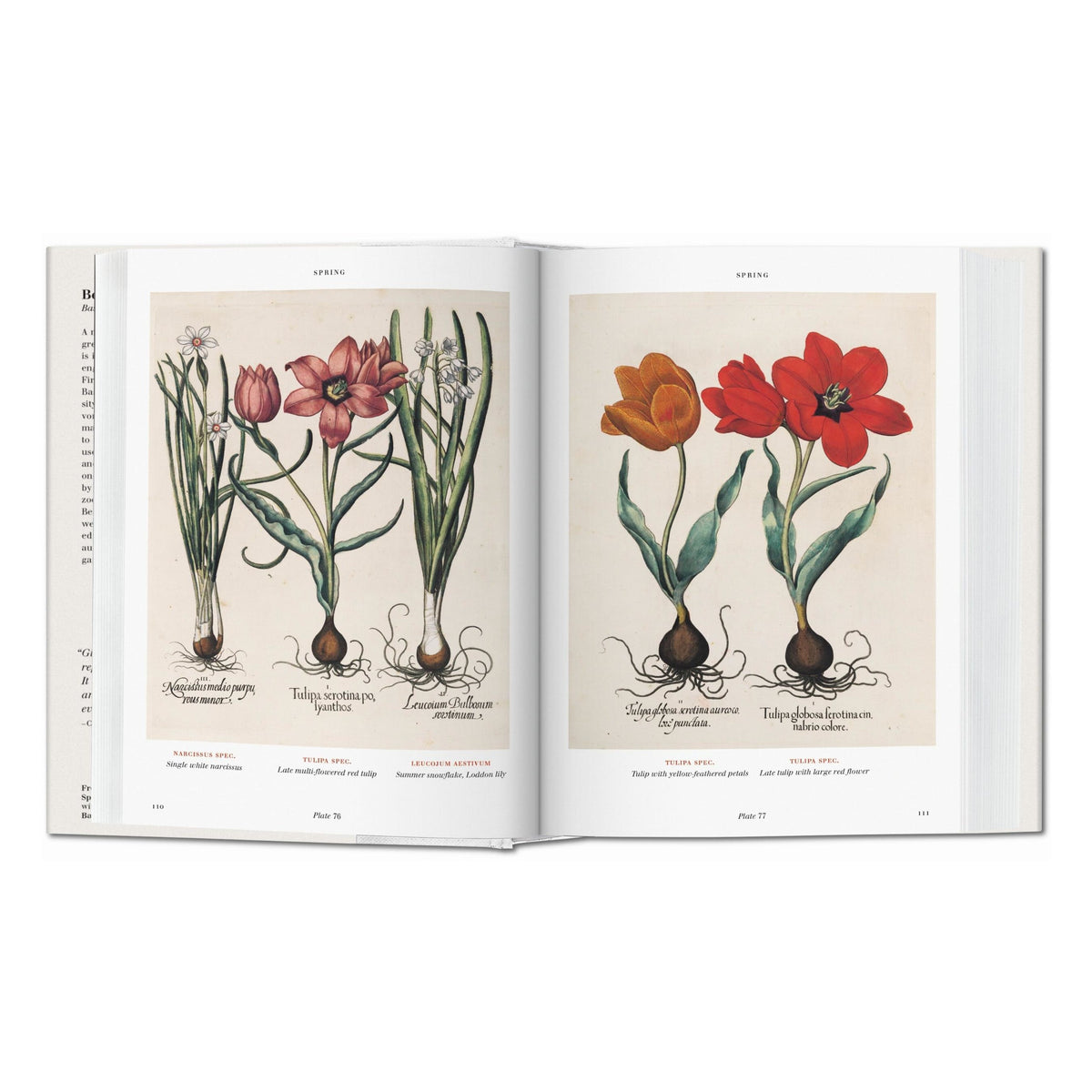 Basilius Besler. Florilegium. The Book of Plants (English)