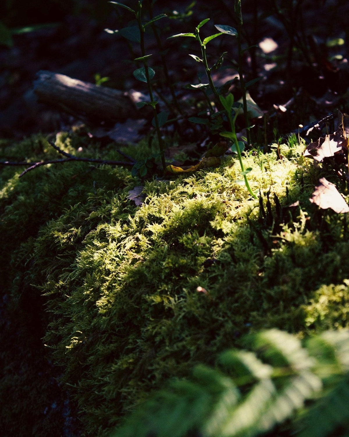 Oakmoss Room Spray
