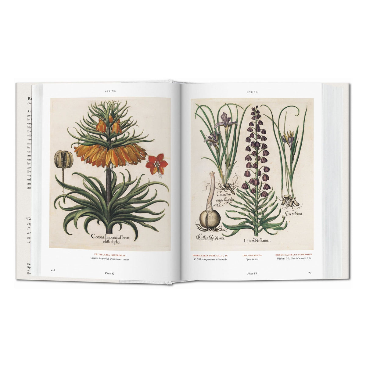 Basilius Besler. Florilegium. The Book of Plants (English)
