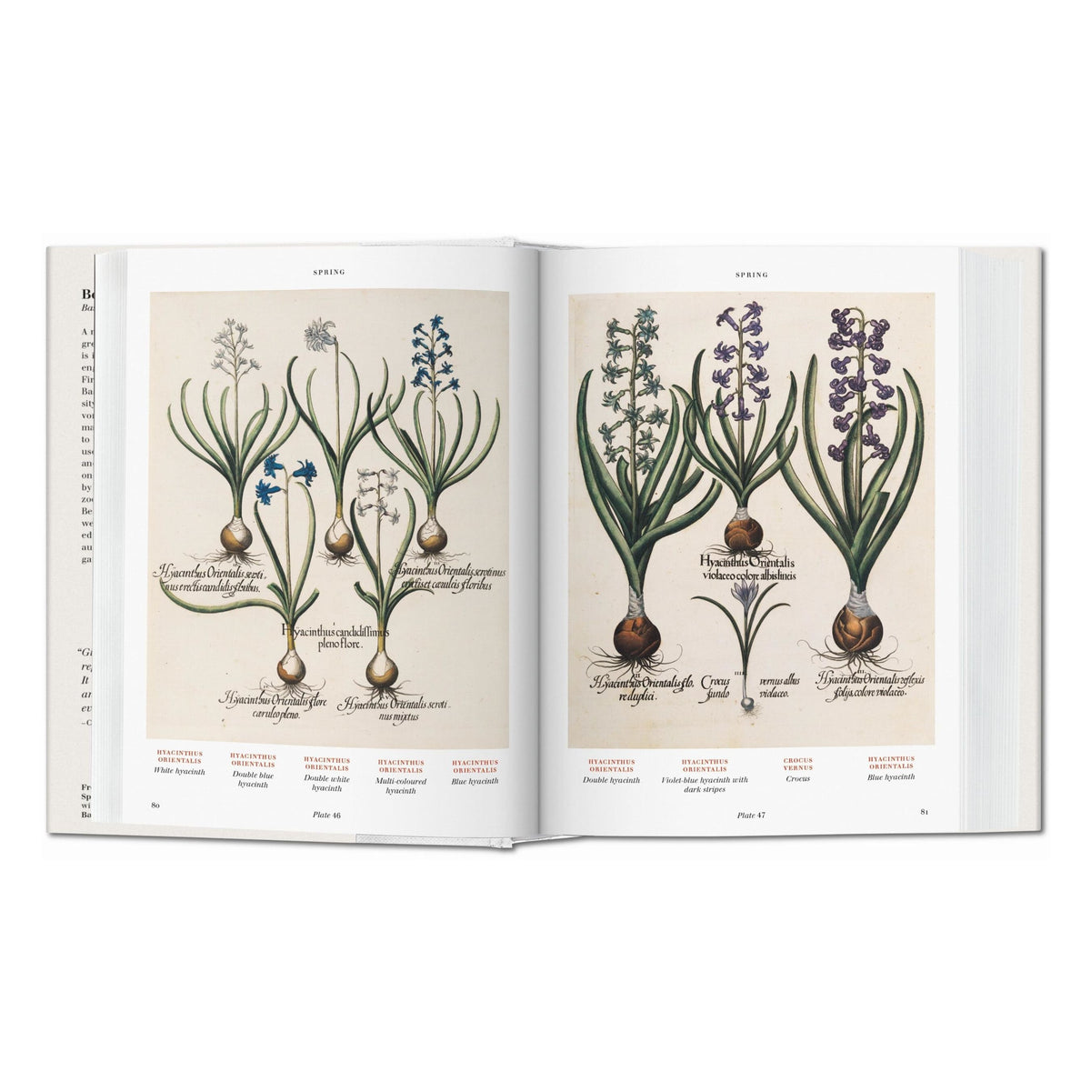 Basilius Besler. Florilegium. The Book of Plants (English)