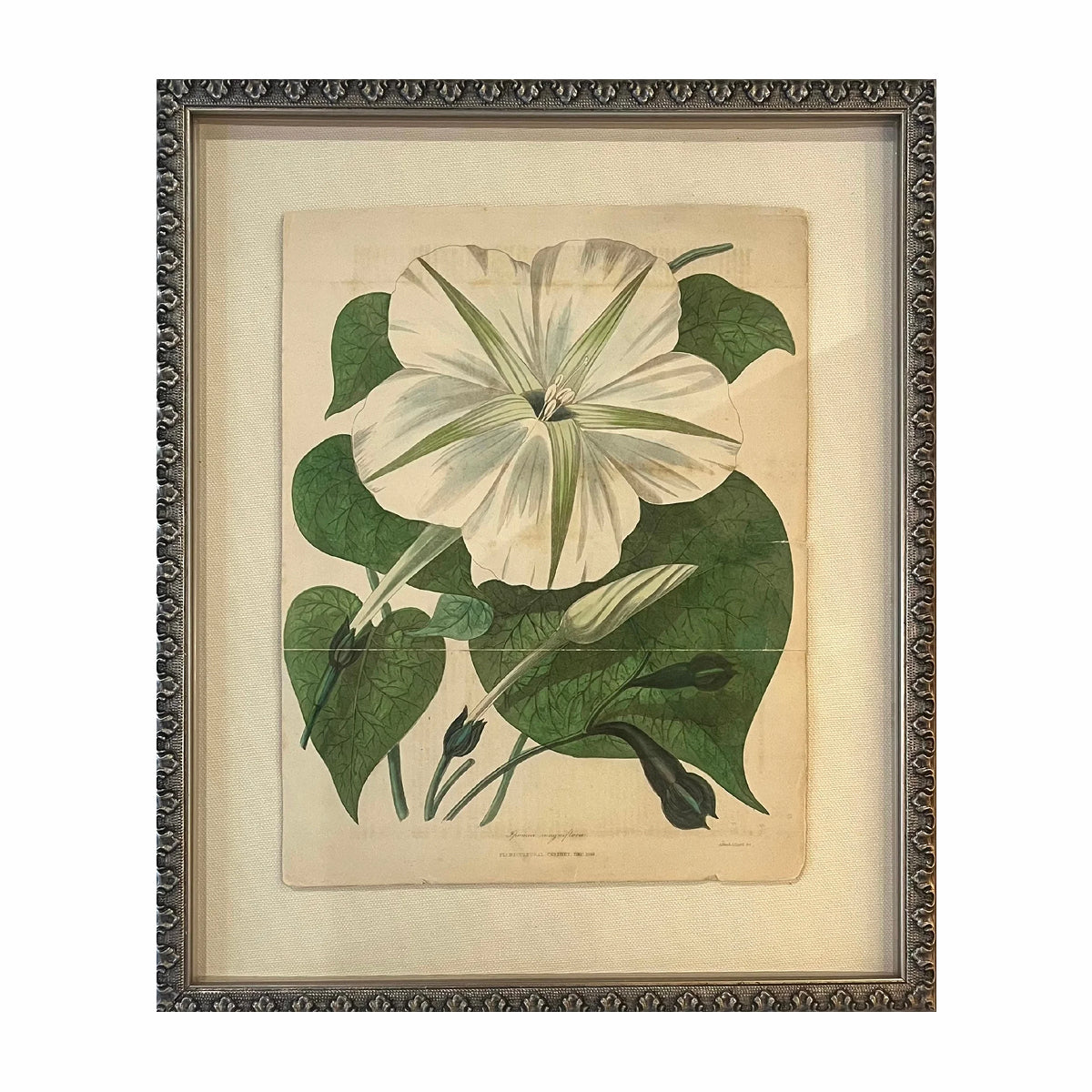 Framed Vintage Botanical Art