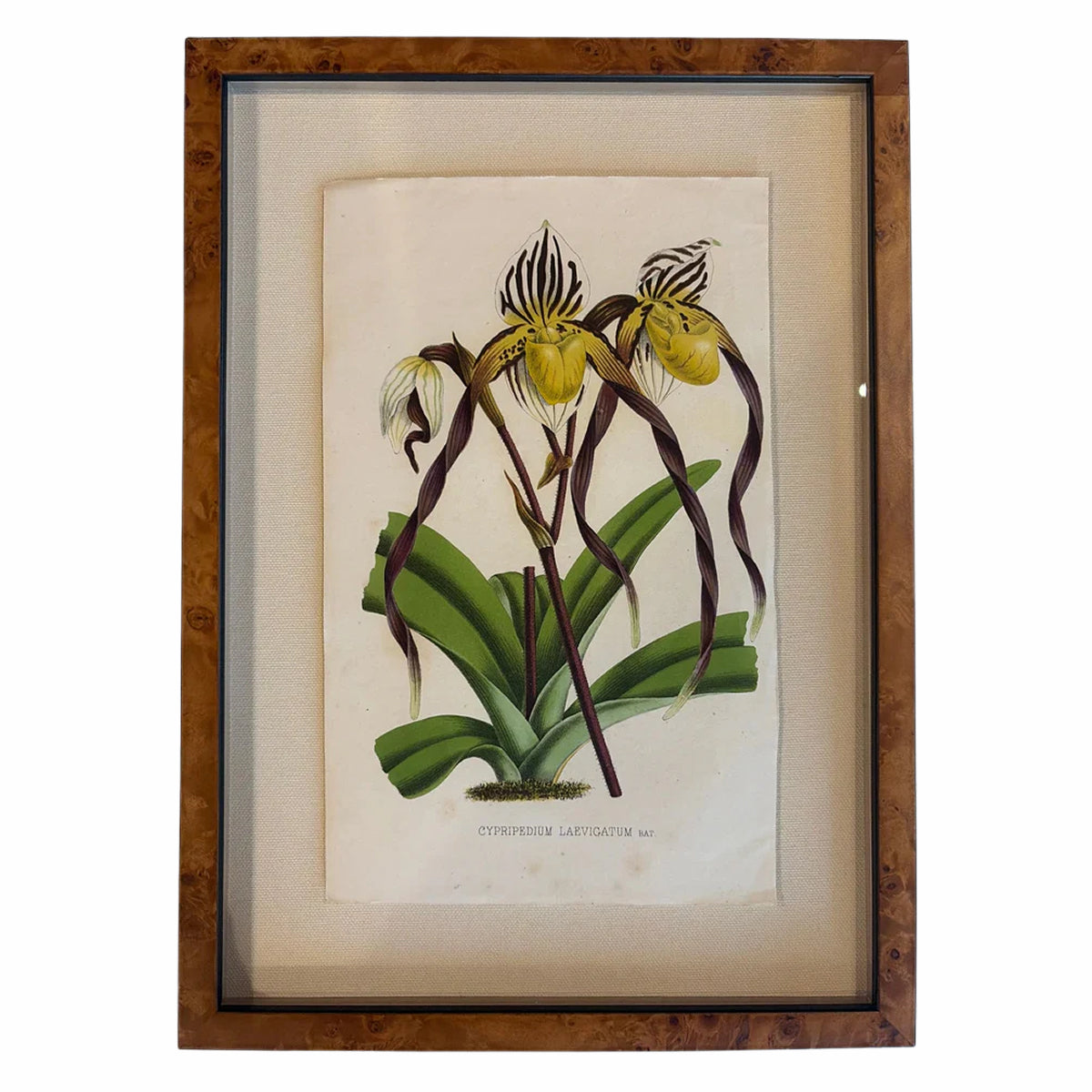 Framed Vintage Botanical Art