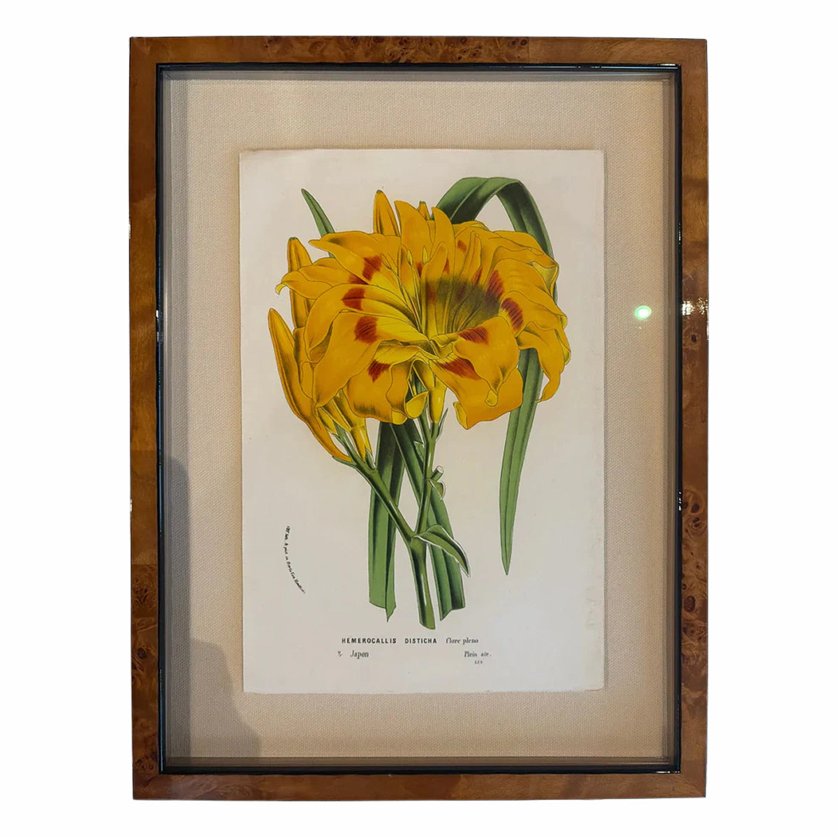 Framed Vintage Botanical Art
